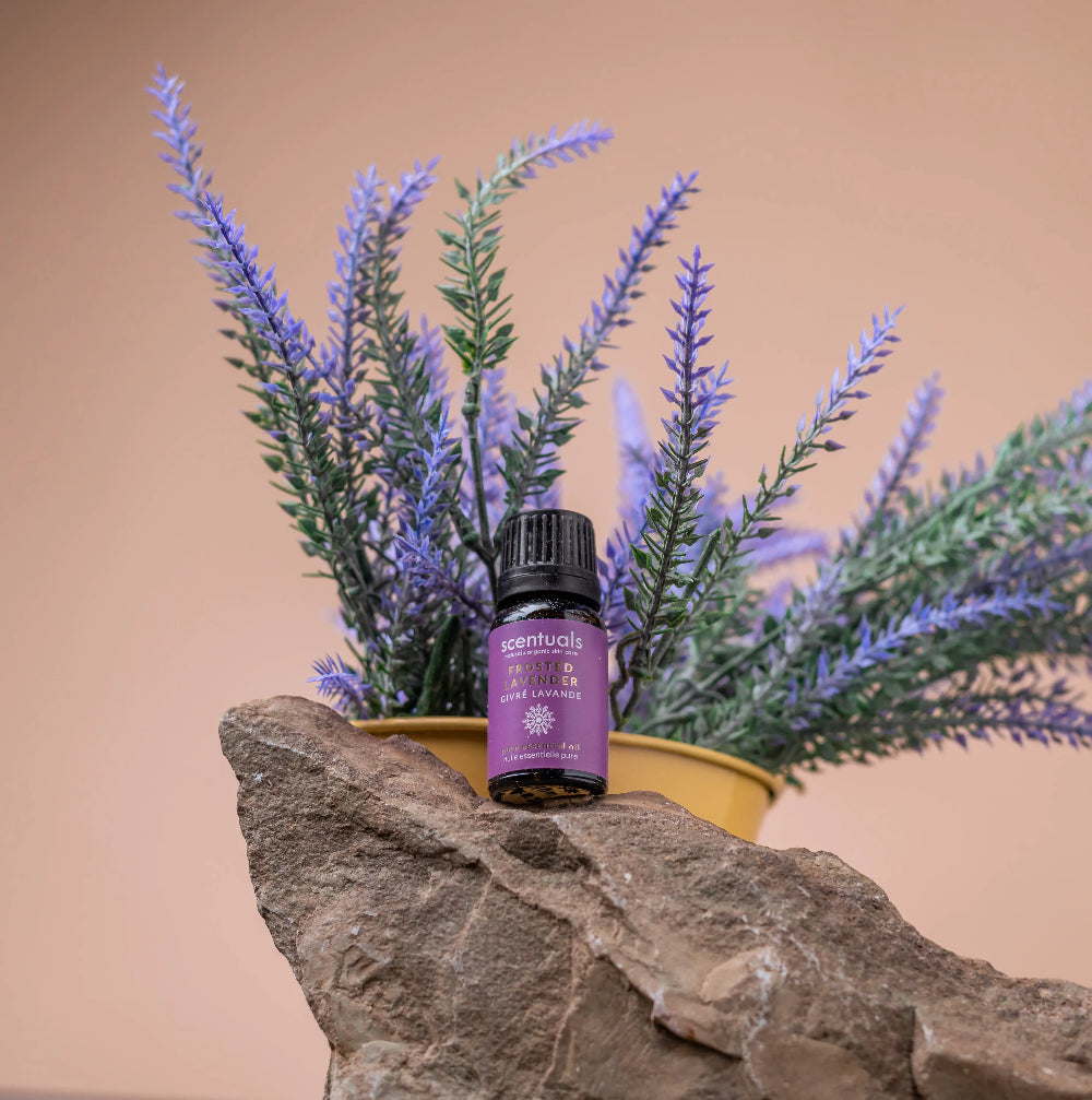 Frosted Lavender Essential Oil Blend