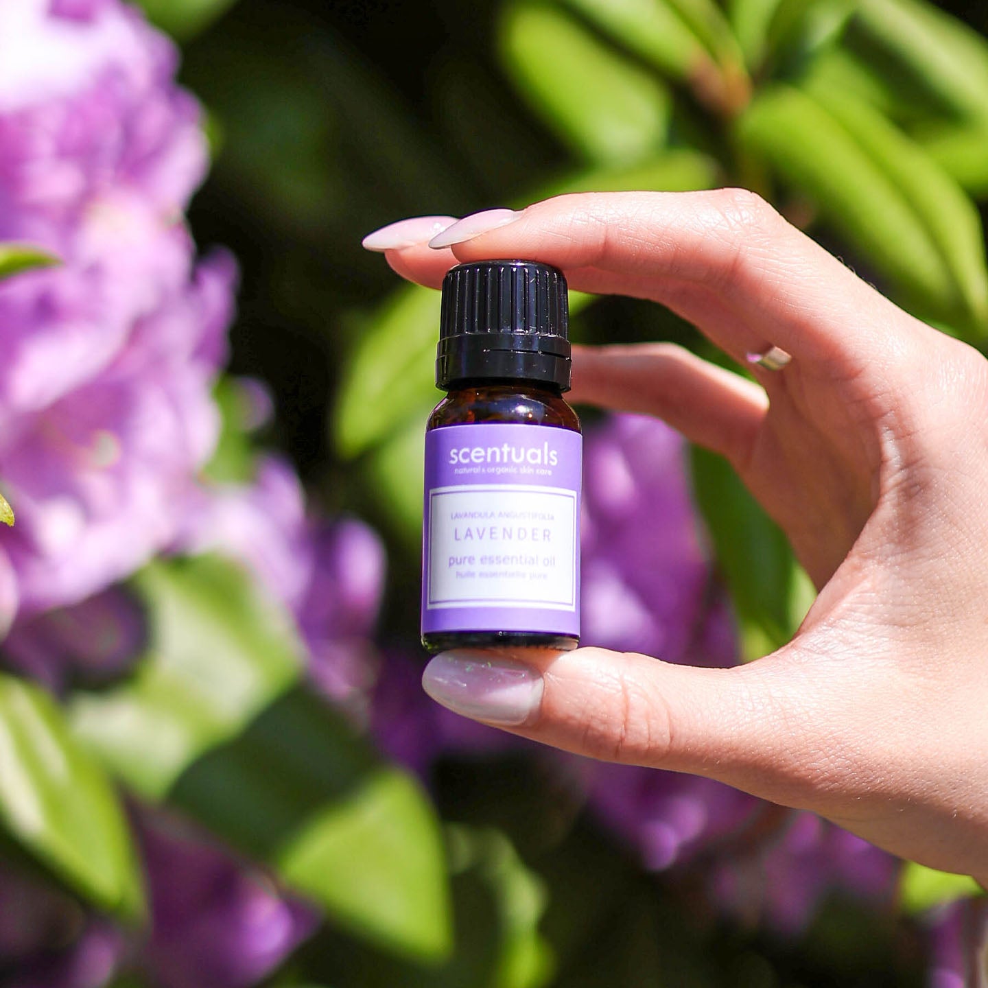 Lavender Essential Oil  Scentuals Natural & Organic Skin Care