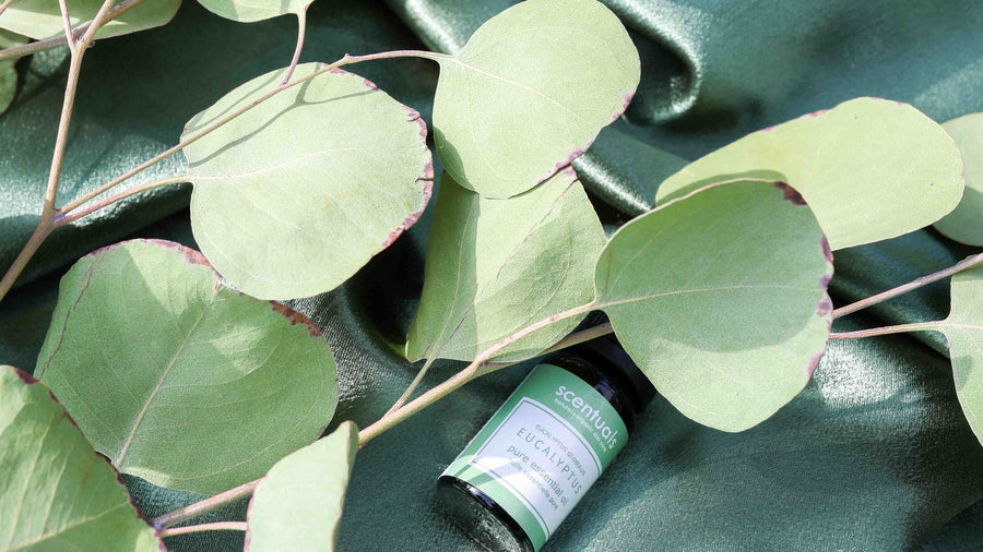 Benefits, Blends and Uses of Eucalyptus Essential Oil