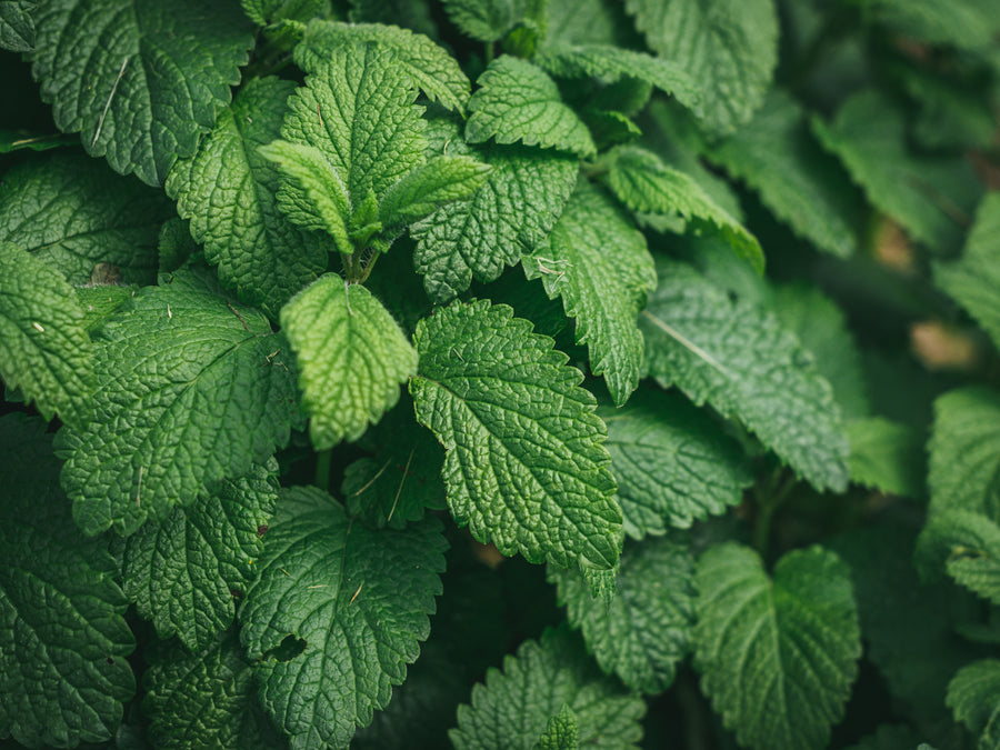 Peppermint Essential Oil: Everything You Need to Know