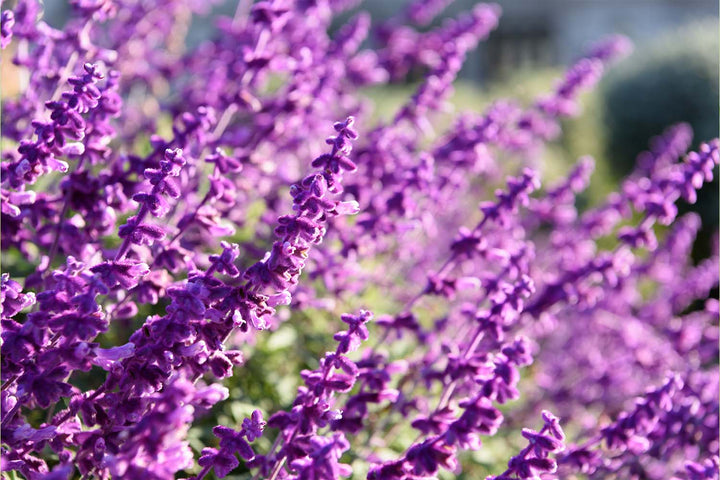 Lavender Essential Oil: Everything You Need to Know
