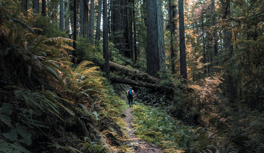 How Hiking Benefits Both Physical and Brain Health