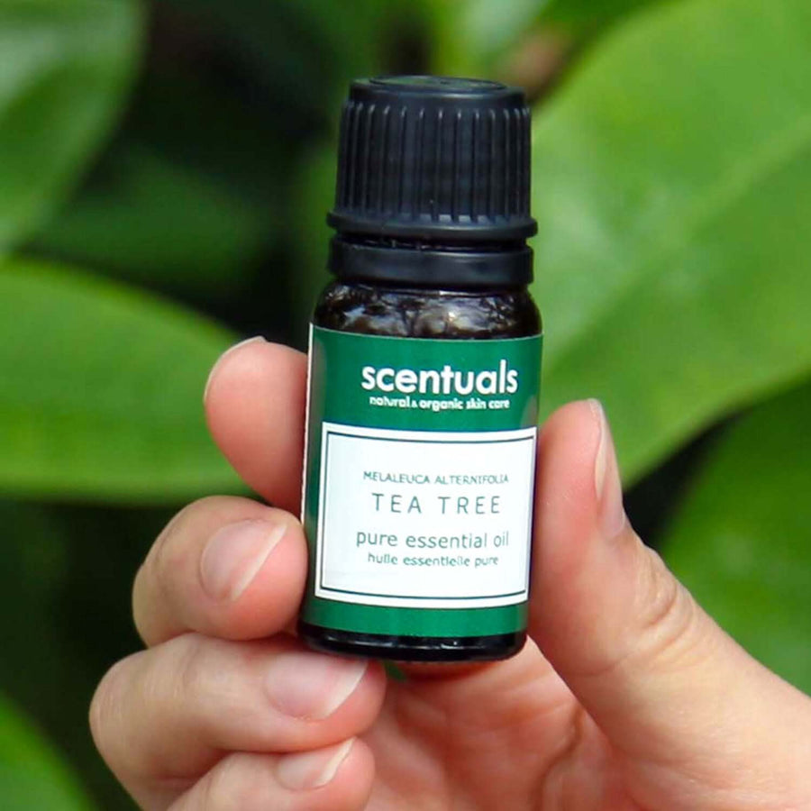 Tea Tree Essential Oil - Scentuals Natural & Organic Skin Care